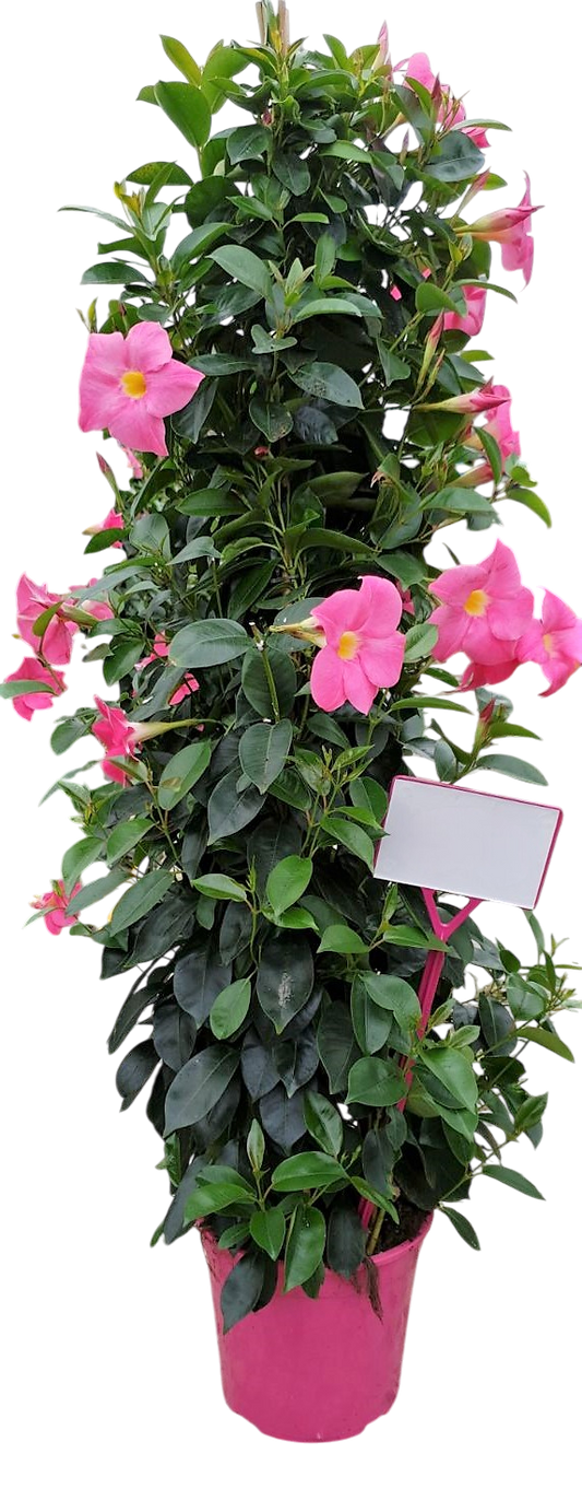 Dipladenia Piramide Tricolor |  P.19cm -  H.90 cm