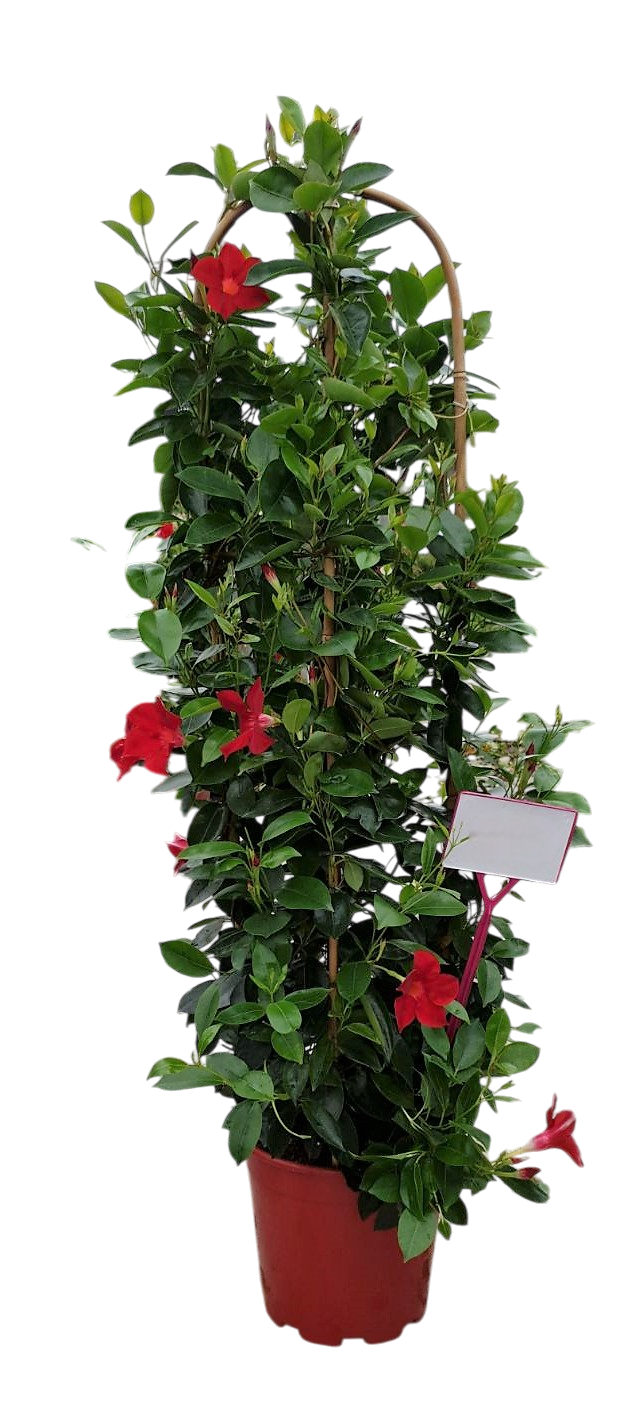 Dipladenia Driedub, Boog | Driedub, Boog Bicolor |  P.27cm -  H.115 cm