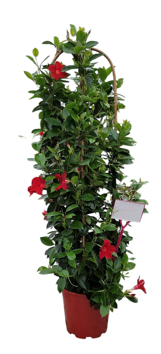 Dipladenia Driedub, Boog | Driedub, Boog Bicolor |  P.27cm -  H.115 cm