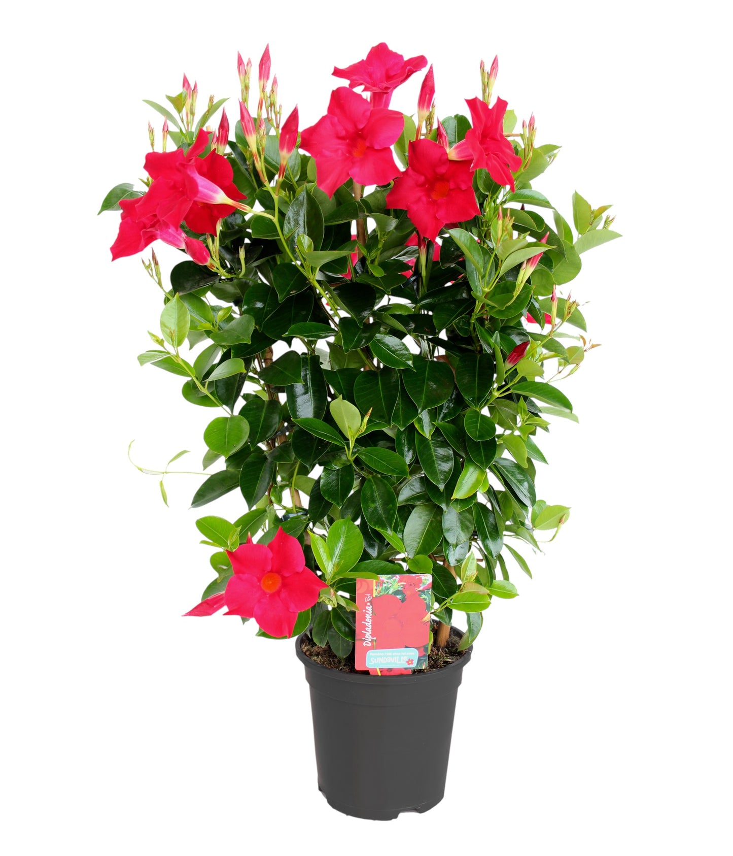 Dipladenia Rekje |  P.17cm -  H.50 cm