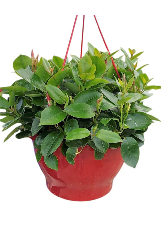 Dipladenia Bol Hang Tarrina 30 |  P.30cm -  H.30 cm