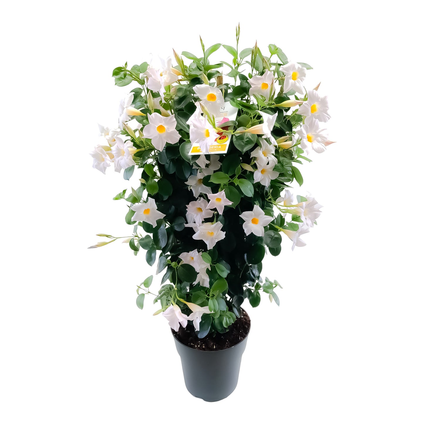 Dipladenia Rekje | Rekje Bicolor |  P.19cm -  H.70 cm