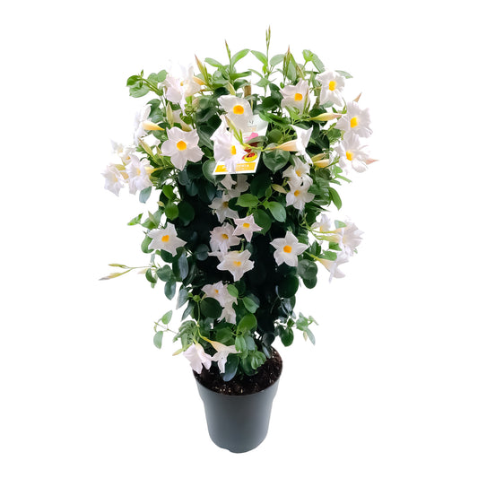 Dipladenia Rekje | Rekje Bicolor |  P.19cm -  H.70 cm