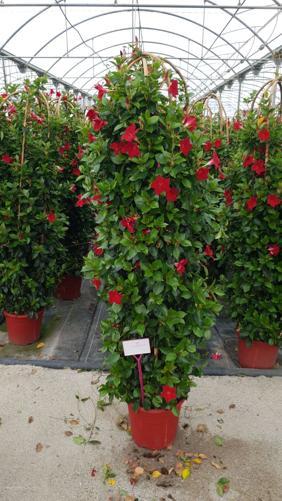 Dipladenia Driedub, Boog | Driedub, Boog Bicolor |  P.32cm -  H.180 cm