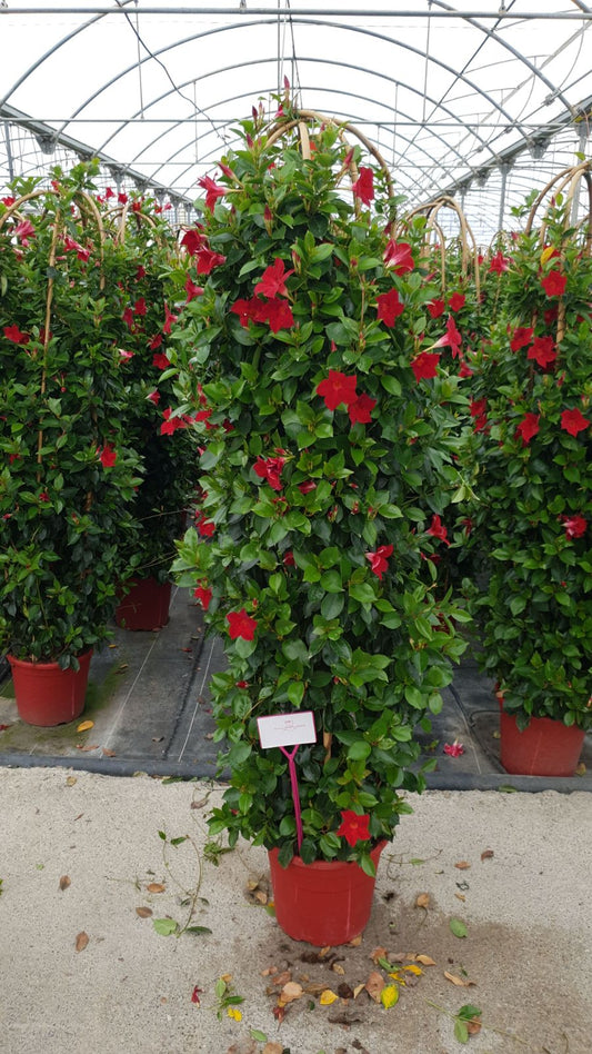 Dipladenia Driedub, Boog | Driedub, Boog Bicolor |  P.32cm -  H.180 cm