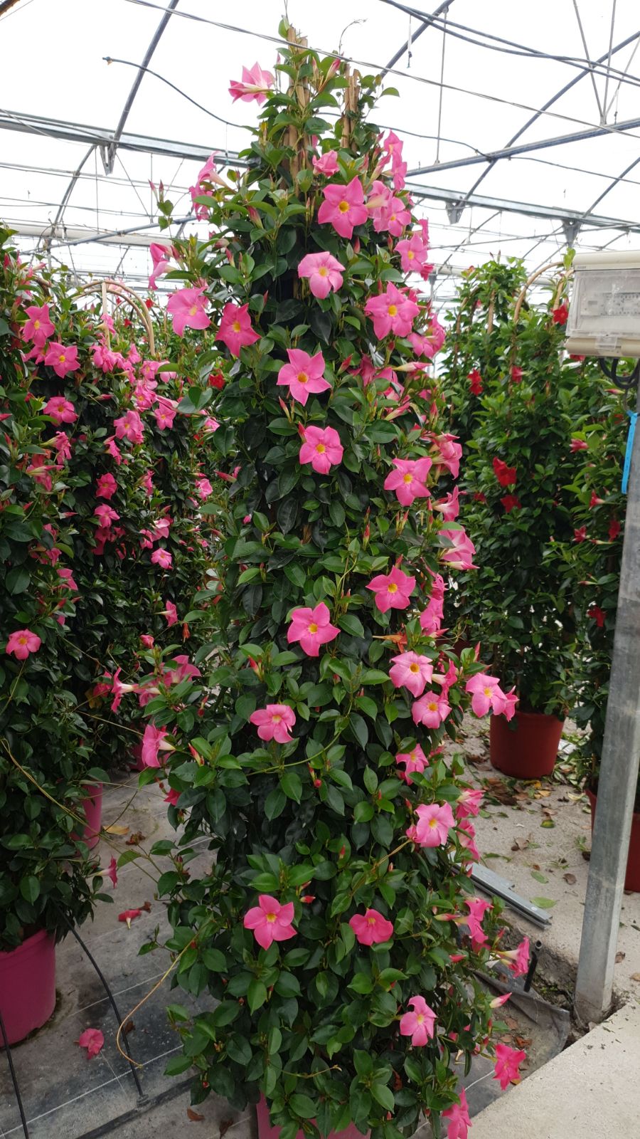 Dipladenia Piramide | Piramide Bicolor |  P.32cm -  H.210 cm