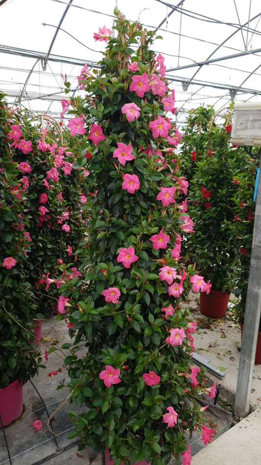 Dipladenia Piramide | Piramide Bicolor |  P.32cm -  H.210 cm