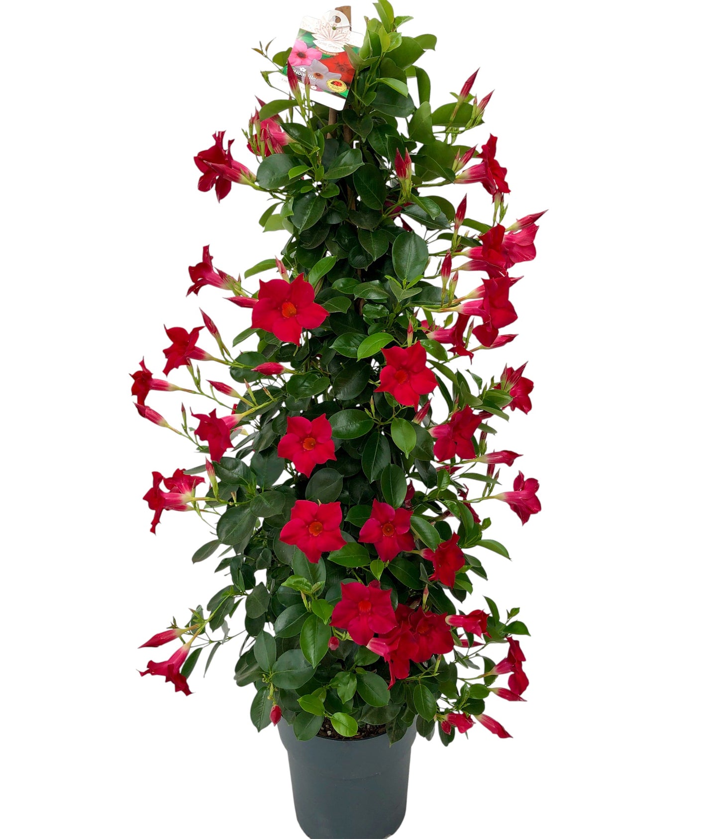 Dipladenia Piramide | Piramide Bicolor |  P.19cm -  H.90 cm