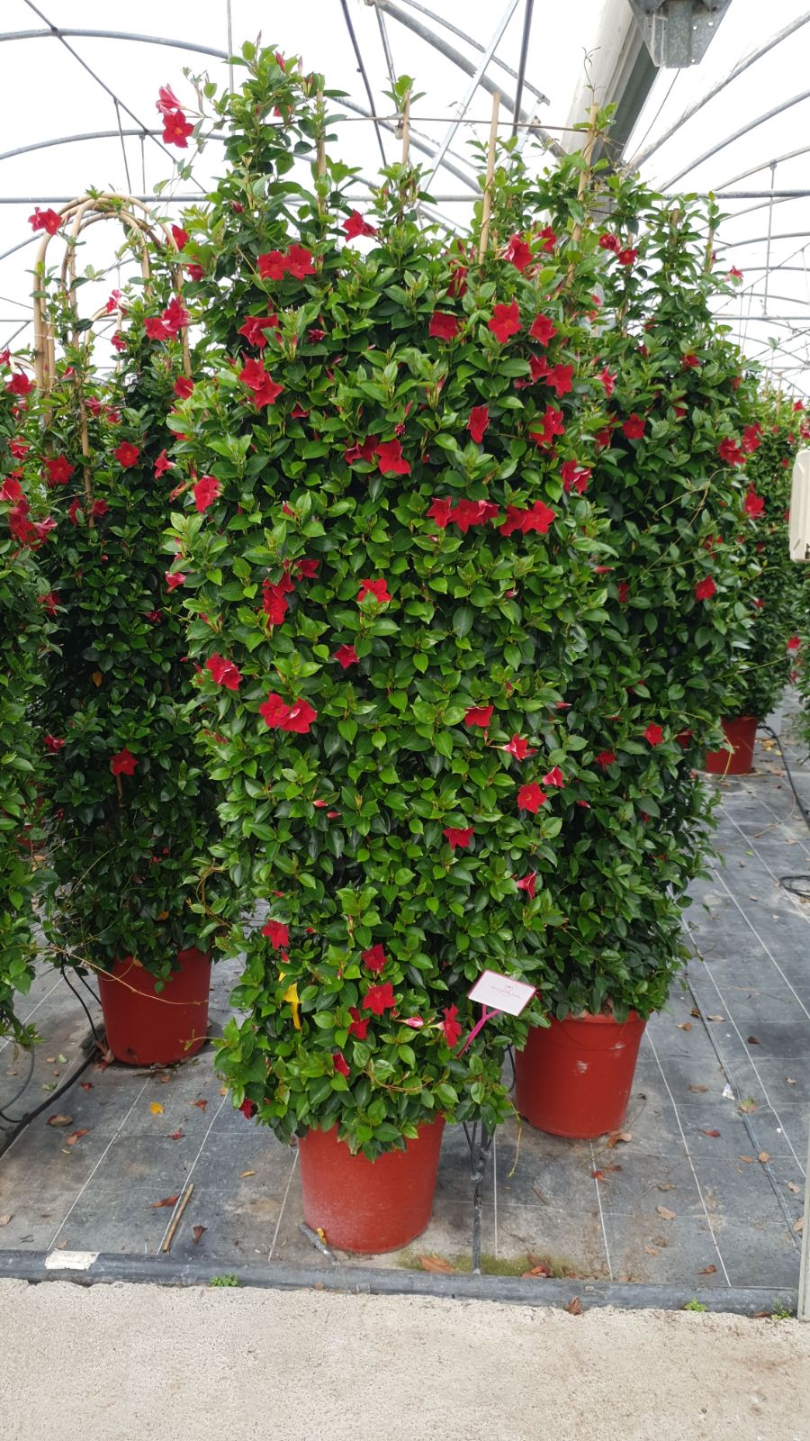 Dipladenia Rekje | Rekje Bicolor |  P.41cm -  H.240 cm