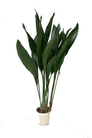 Aspidistra Elatior |  P.17cm -  H.80 cm