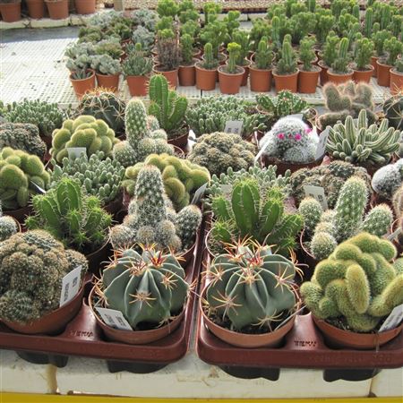 Cactus mix 13cm |  P.13cm -  H.15 cm