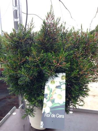 Chamelaucium - Waxflower |  P.14cm -  H.50 cm