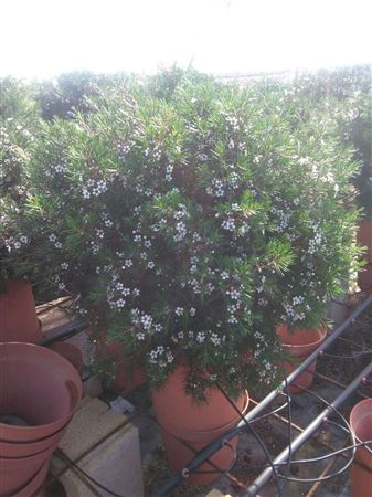 Chamelaucium - Waxflower |  P.17cm -  H.40 cm