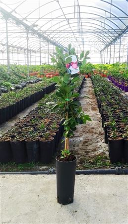 Guayaba Catley (fresa, Limon) - 7ltr Cone |  P.22cm -  H.80 cm