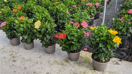 Hibiscus Collection Fantasy |  P.40cm -  H.60 cm