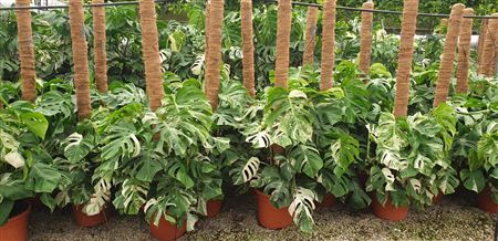 Monstera "bi-color" Met Mosstok |  P.40cm -  H.180 cm