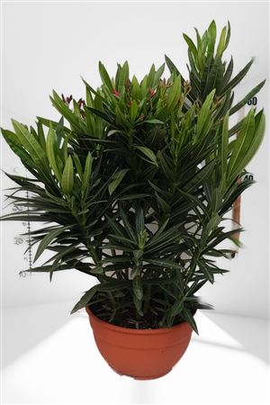 Nerium Oleander Tricolor Schale/tarrina |  P.25cm -  H.50 cm