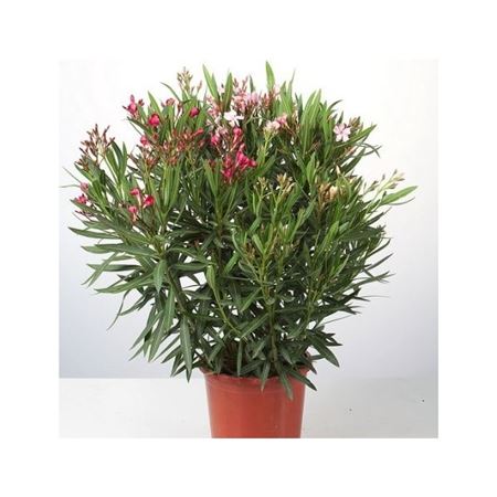 Nerium Oleander Tricolor |  P.25cm -  H.100 cm