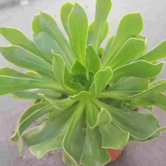 Aeonium    |  P.11cm H.20 cm