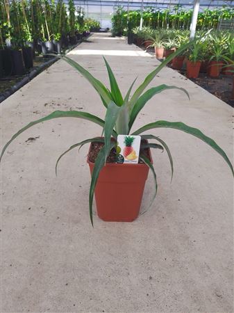 Ananas Tropical (variedades: Md2, Roja Española Y |  P.22cm -  H.50 cm