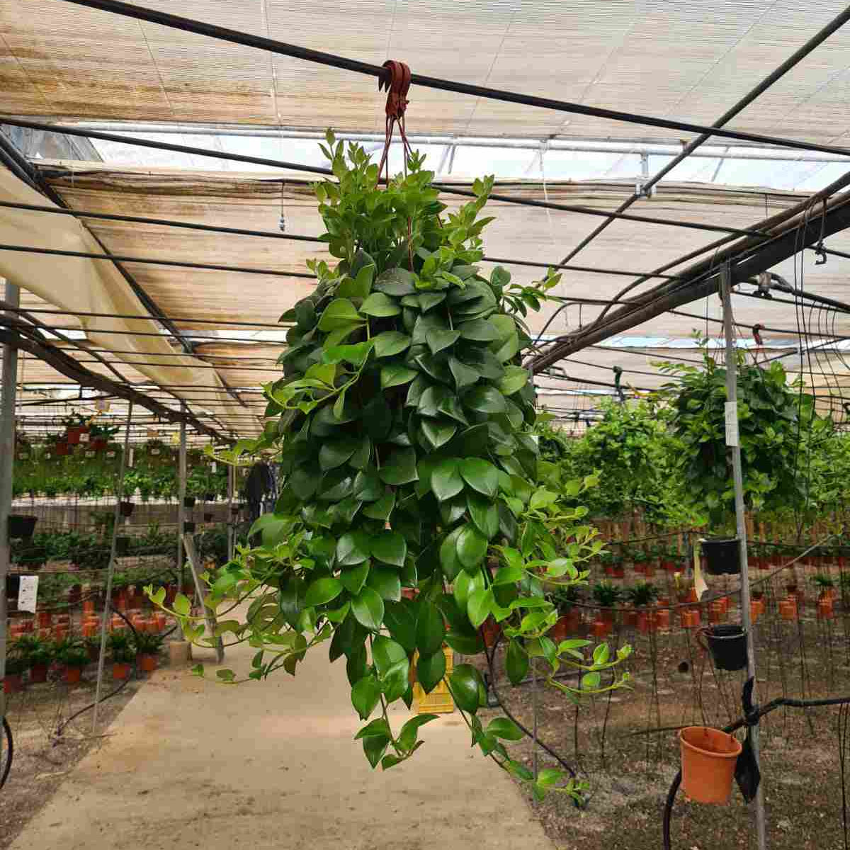 Aeschinanthus |  P.20cm H.40 cm