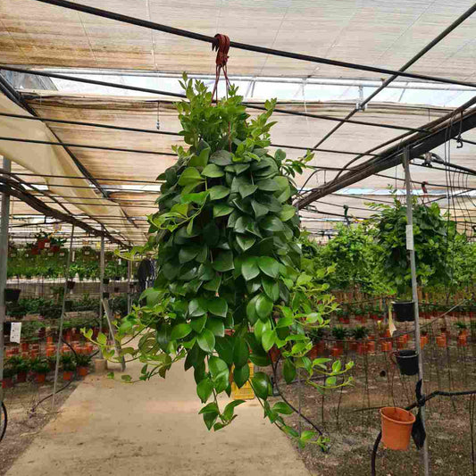 Aeschinanthus |  P.20cm H.40 cm