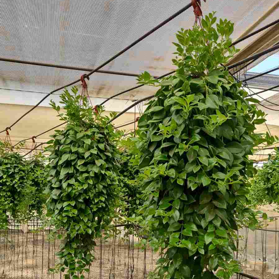 Aeschinanthus "Extra" |  P.20cm H.50 cm