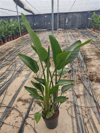 Strelitzia Reiginae 2 Plant |  P.22cm -  H.110 cm