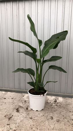 Strelitzia Reginea |  P.23cm -  H.120 cm