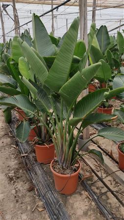 Strelitzia Reginea |  P.33cm -  H.160 cm