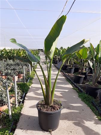 Strelitzia Reginea |  P.35cm -  H.160 cm