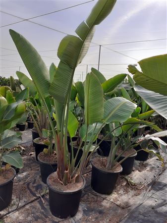 Strelitzia Reginea |  P.40cm -  H.160 cm