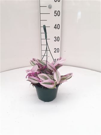 Tradescantia tricolor Hang | Colgar |  P.15cm -  H.30 cm