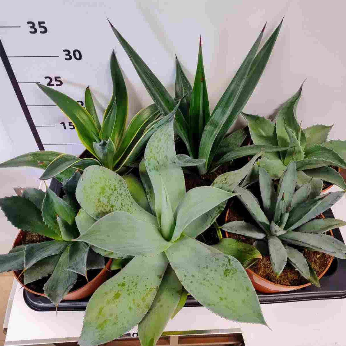 Agave Mix |  P.17cm H.30 cm