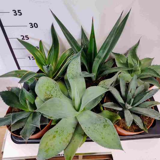 Agave Mix |  P.17cm H.30 cm