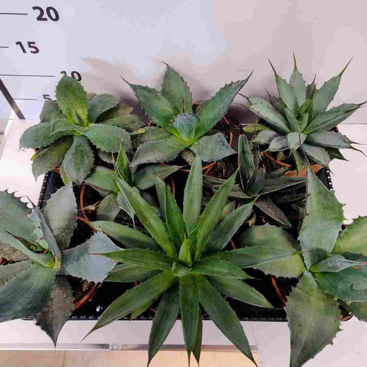 Agave Mix |  P.12cm H.20 cm