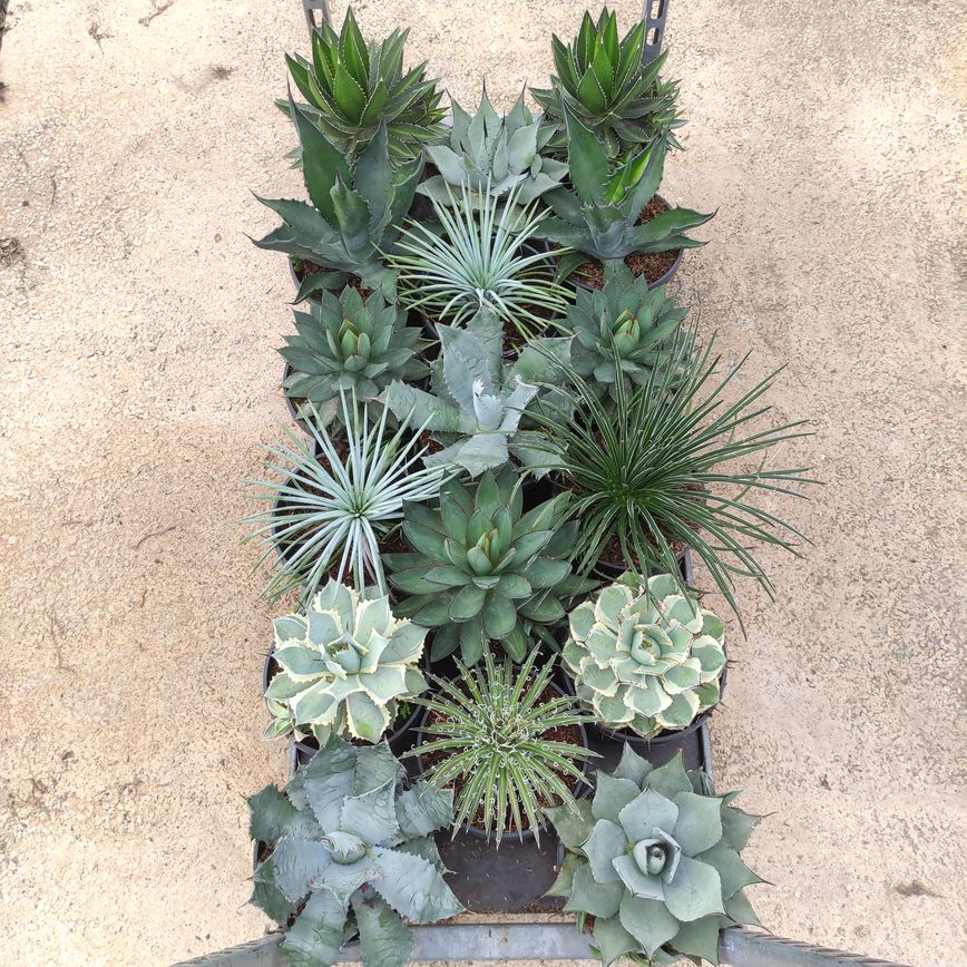 Agave Mix Bowl |  P.20cm -  H.25 cm