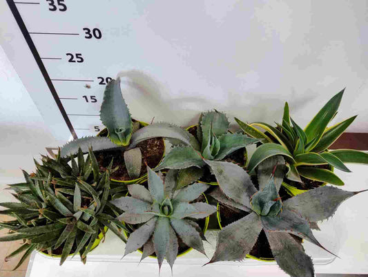 Agave Mix  |  P.15cm H.25 cm