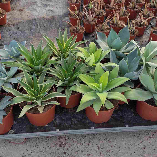 Agave Mix    |  P.21cm H.40 cm