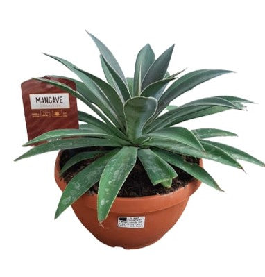 Mangave Mix Bowl |  P.25cm -  H.35 cm