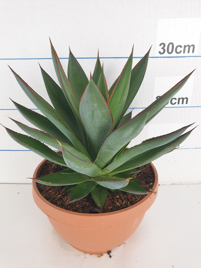 Agave Mix Bowl |  P.25cm -  H.35 cm