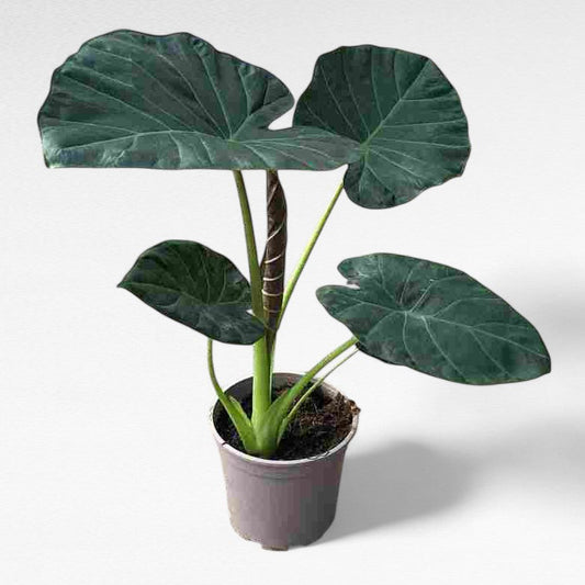 Alocasia Regal Shield |  P.17cm H.50 cm