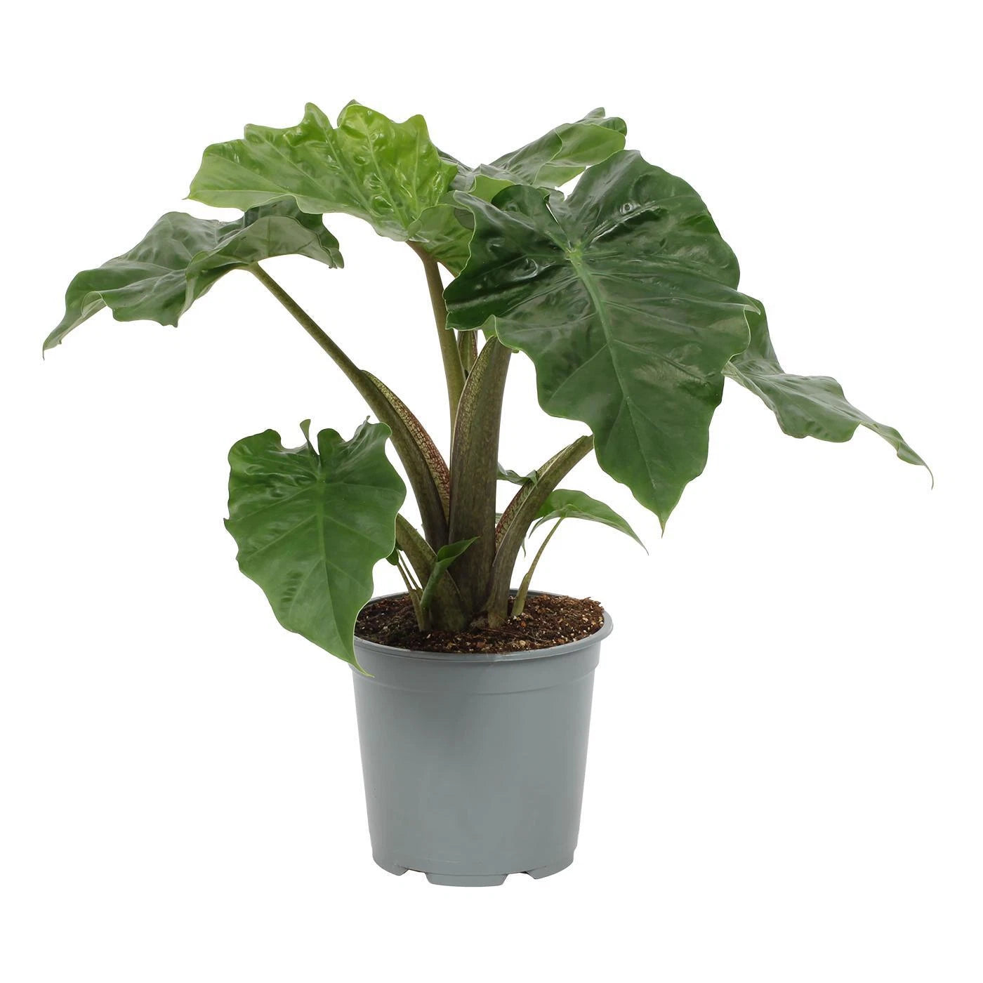 Alocasia Low Rider |  P.17cm -  H.40 cm
