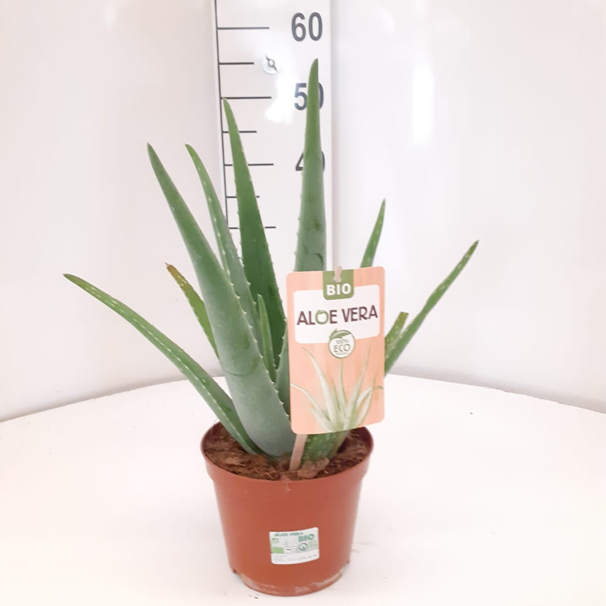 Aloe Vera |  P.17cm H.70 cm