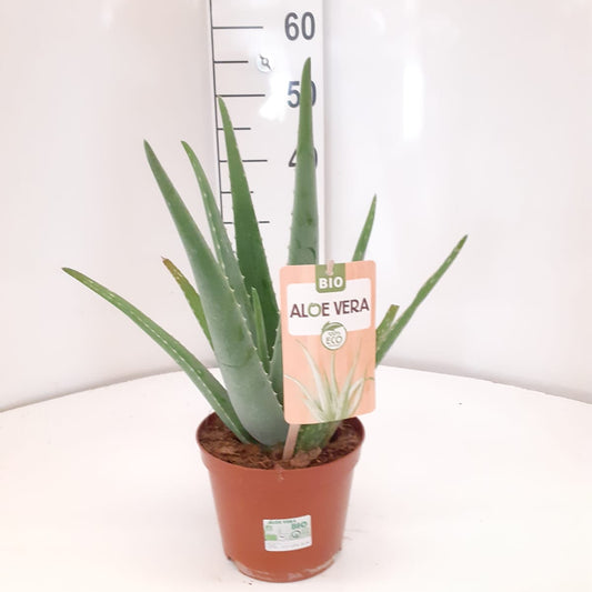 Aloe Vera |  P.17cm H.70 cm