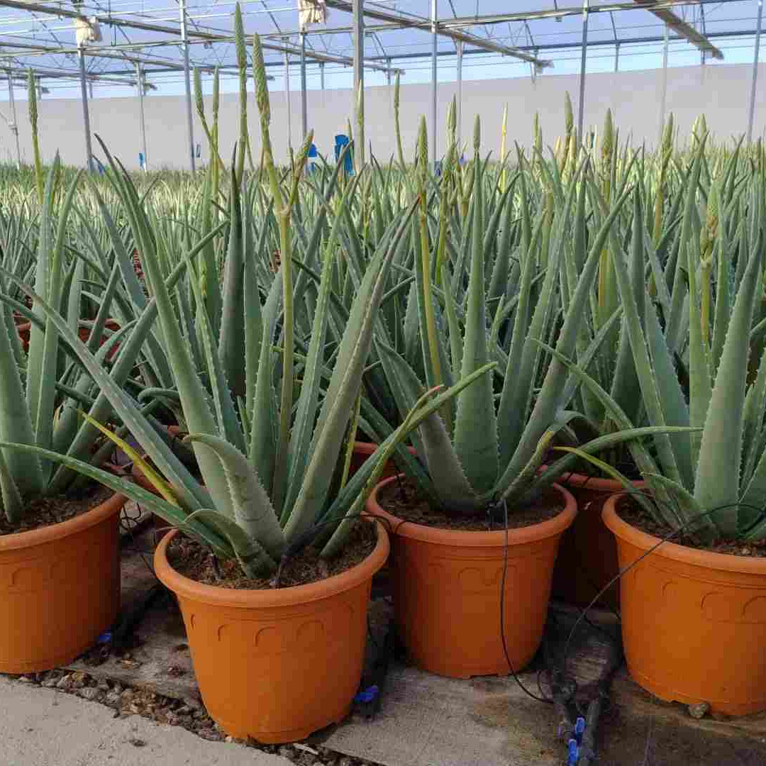 Aloe Vera |  P.35cm H.90 cm