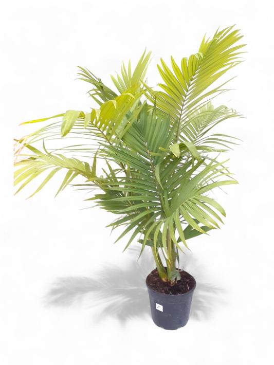 Archontophoenix cunninghamiana |  P.24cm -  H.120 cm