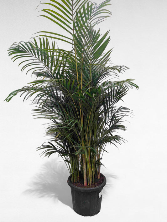 Dypsis Lutescens | Areca |  P.40cm H.250 cm
