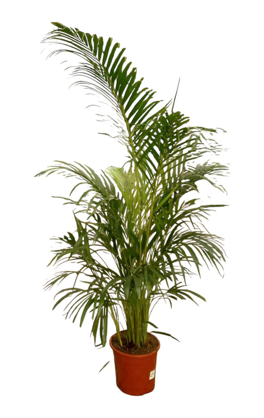 Dypsis Lutescens | Areca |  P.30cm -  H.160 cm
