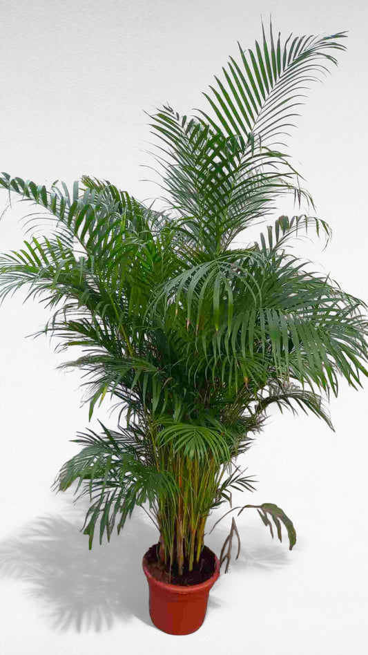 Dypsis Lutescens | Areca |  P.35cm H.180 cm